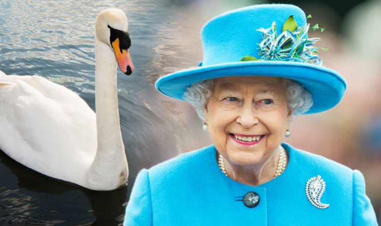 the-swan-belong-to-the-queen-in-UK