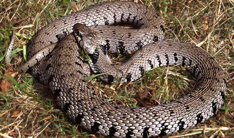 Four Snakes Can Be Found In England Not Three And Here They Are